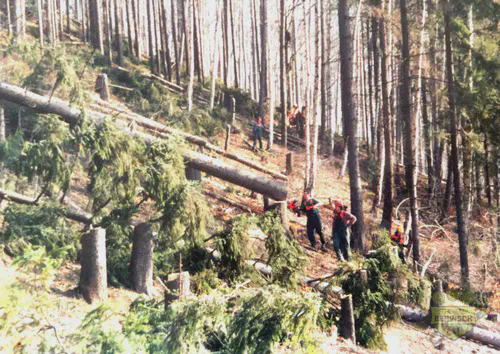Forstarbeiter in Schutzkleidung bei Holzeinschlag am Steilhang bei Schmiedeberg, 2002