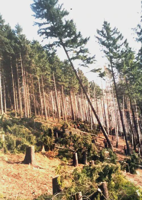 Fichtenwald nach Durchforstung mit frischen Baumstümpfen am Hang bei Schmiedeberg, 2002