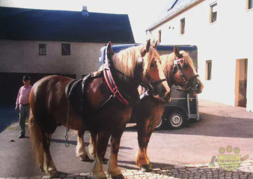 Zwei Kaltblut-Rückepferde Max und Moritz mit Geschirr auf dem Betriebshof in Karsdorf