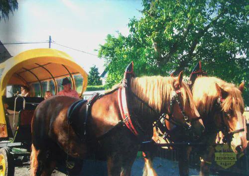 Rückepferde Max und Moritz vor einer gelben Kutsche bei einer Ausfahrt