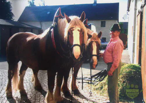 Helfried Behrisch mit den Rückepferden Max und Moritz auf dem Hof in Karsdorf