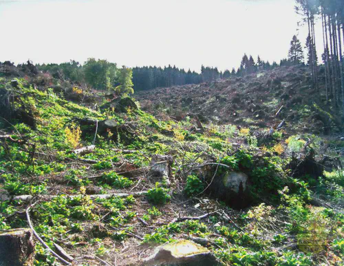 Aufforstungsfläche mit jungem Bewuchs nach Kahlschlag im Sauerland