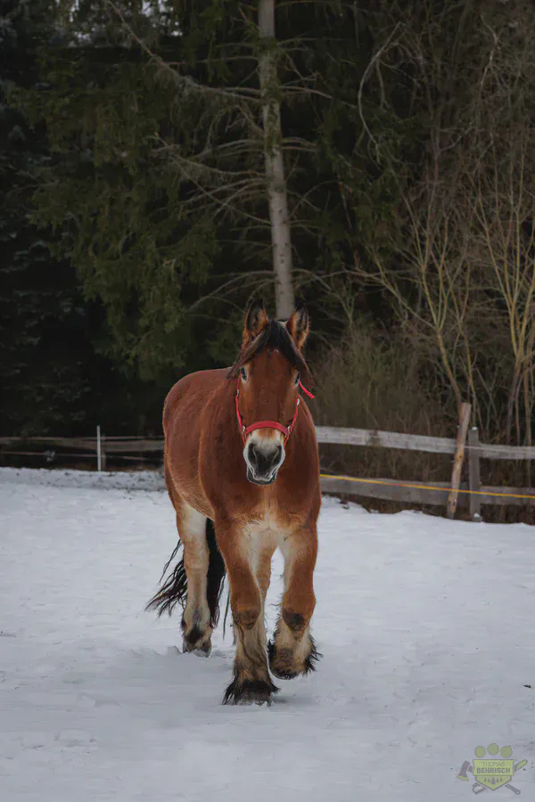 Kaltblutpferd auf der verschneiten Koppel am Betriebsgelände