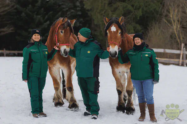 Drei Mitarbeiterinnen mit zwei Kaltblut-Rückepferden auf der winterlichen Weide
