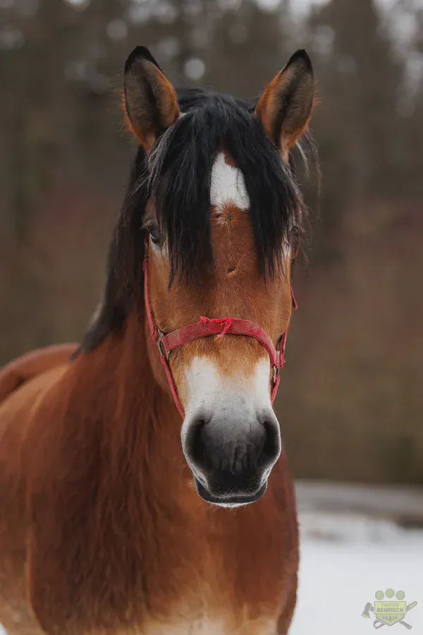 Porträt eines Kaltblutpferdes mit rotem Halfter im Winter